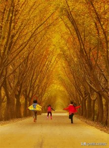 秋天是赏银杏的最佳时节,来江苏邳州看最美丽的银杏“时光隧道”