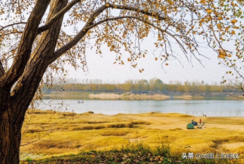 秋天是赏银杏的最佳时节，来江苏邳州看最美丽的银杏“时光隧道”