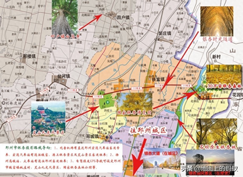 秋天是赏银杏的最佳时节，来江苏邳州看最美丽的银杏“时光隧道”