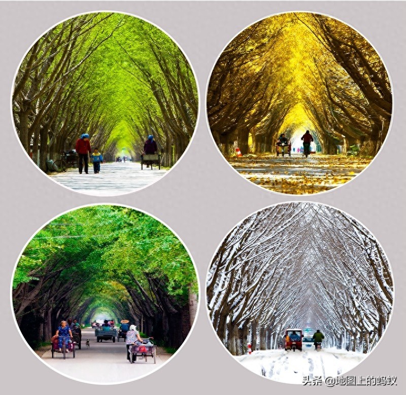 秋天是赏银杏的最佳时节，来江苏邳州看最美丽的银杏“时光隧道”