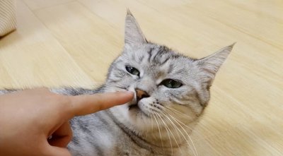 ​猫猫调皮不听话怎么办？快来试试这几种方法吧