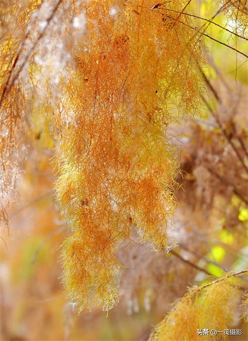 初冬的柽柳，也叫红柳、垂丝柳