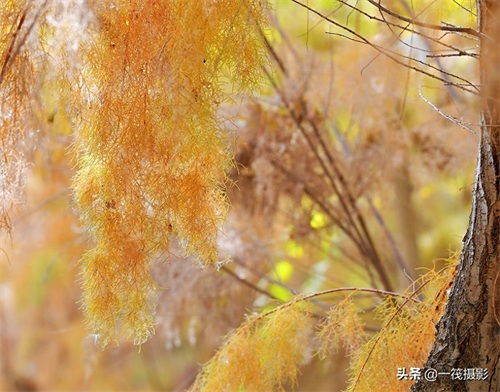 初冬的柽柳，也叫红柳、垂丝柳