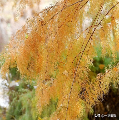 初冬的柽柳，也叫红柳、垂丝柳
