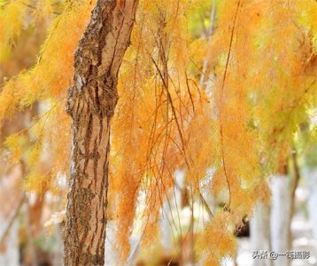 初冬的柽柳,也叫红柳、垂丝柳