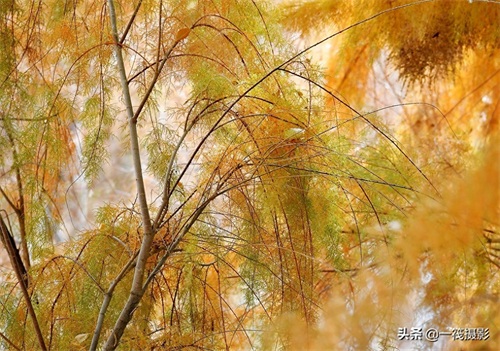 初冬的柽柳，也叫红柳、垂丝柳