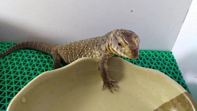 养宠物要注意啦,有些宠物养了会被判刑