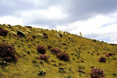 大美马鹿塘乡杜鹃花海,重!磅!来!袭!