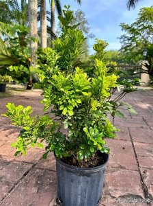 ​米兰花家庭养殖大法，笑出腹肌的养护秘籍