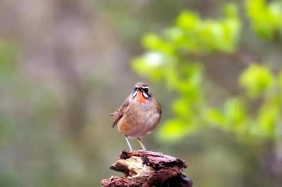​【大美平山】河北平山：冶河湿地观鸟——红点颏