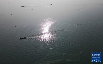 ​甘肃刘家峡迎来池沼公鱼收获季