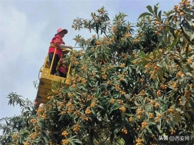 ​陕西一地采摘水果免费赠市民