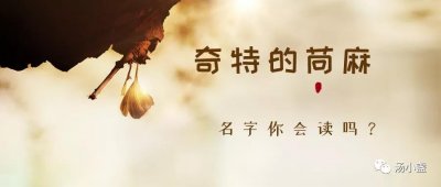 奇特的苘麻,它的名字你会读吗?