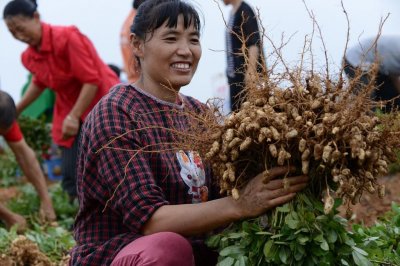 荣县新品种花生亩产破千斤
