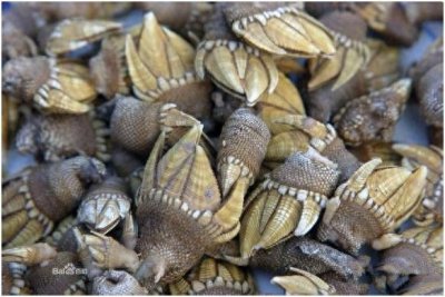 ​看图识海鲜，这些水产海鲜你都认识吗？