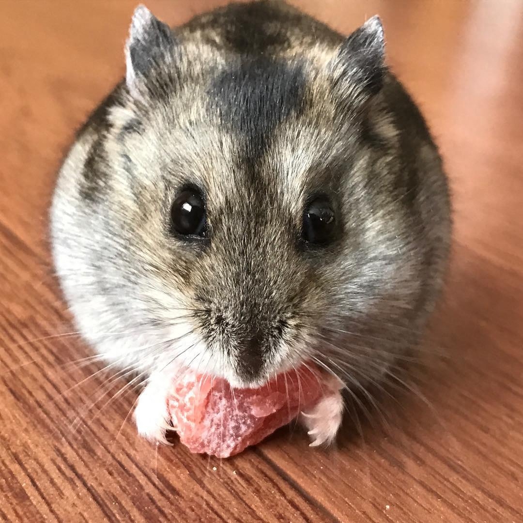 才买的仓鼠，怎么三天就死了？