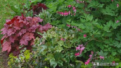 ​植物推荐：10 种易于种植的植物，夏天为您的花园增添色彩