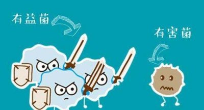 ​制作酸奶的是什么菌,酸奶里面有什么菌