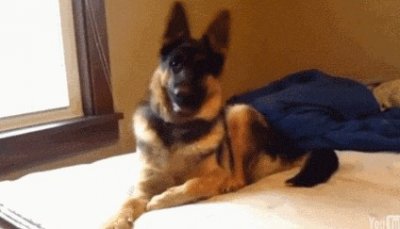 ​军警犬之王——德牧，你不得不知道的事情