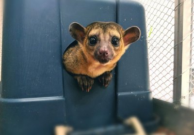 ​美国顽皮蜜熊被养做宠物 白天睡觉晚上到处攀爬