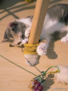 养猫家庭零猫毛异味秘诀:三招打造人猫共宠清爽家